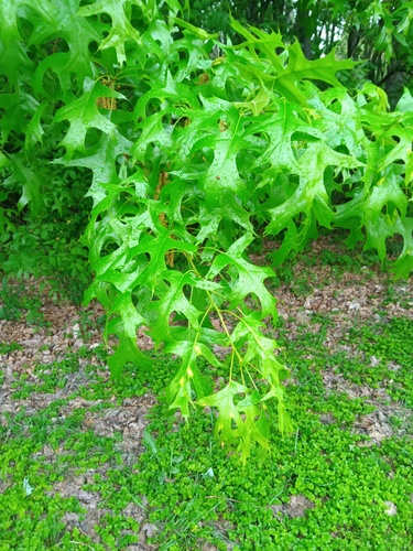Pin oak (Quercus palustris)