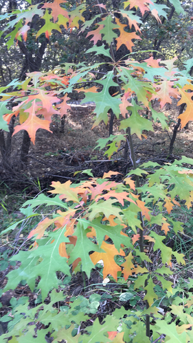 Pin oak (Quercus palustris)