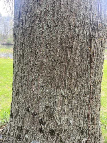 Pin oak (Quercus palustris)
