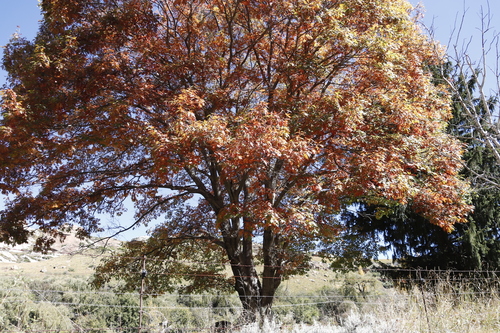 Pin oak (Quercus palustris)