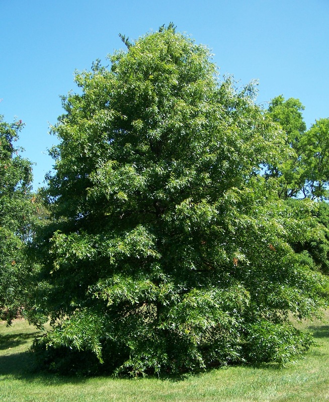 Pin oak: Pin Oak - Quercus palustris . Also commonly called swamp oak, water oak, and swamp Spanish oak. Fagaceae -- Beech family. 22-year-old specimen at The Morton Arb