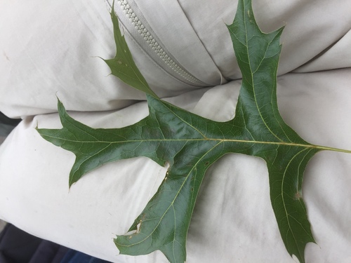Pin oak (Quercus palustris)