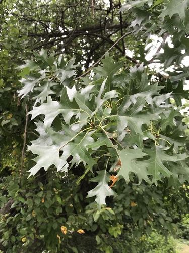 Pin oak (Quercus palustris)