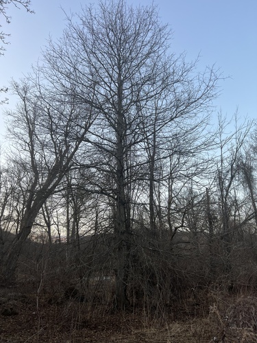 Pin oak (Quercus palustris)