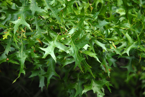 Pin oak (Quercus palustris)