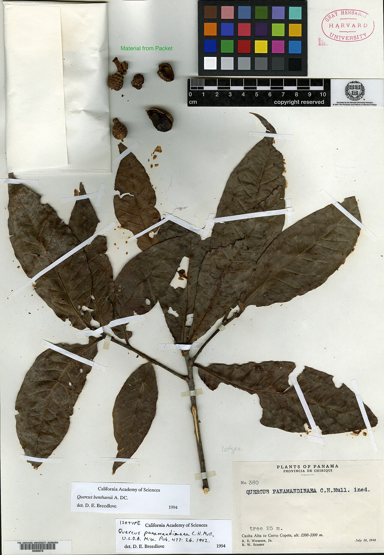 Quercus panamandinaea: Quercus panamandinaea