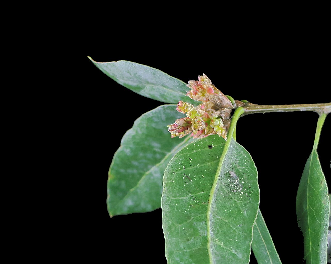 Coast oak: Quercus parvula var. parvula—Santa Cruz Island oak. The taxon is included in the CNPS Inventory of Rare and Endangered Plants on list 4.2 (limited distribution)
