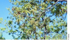 Quercus pauciradiata: early flowering of Quercus pauciradiata reproduced with permission of a member of my team