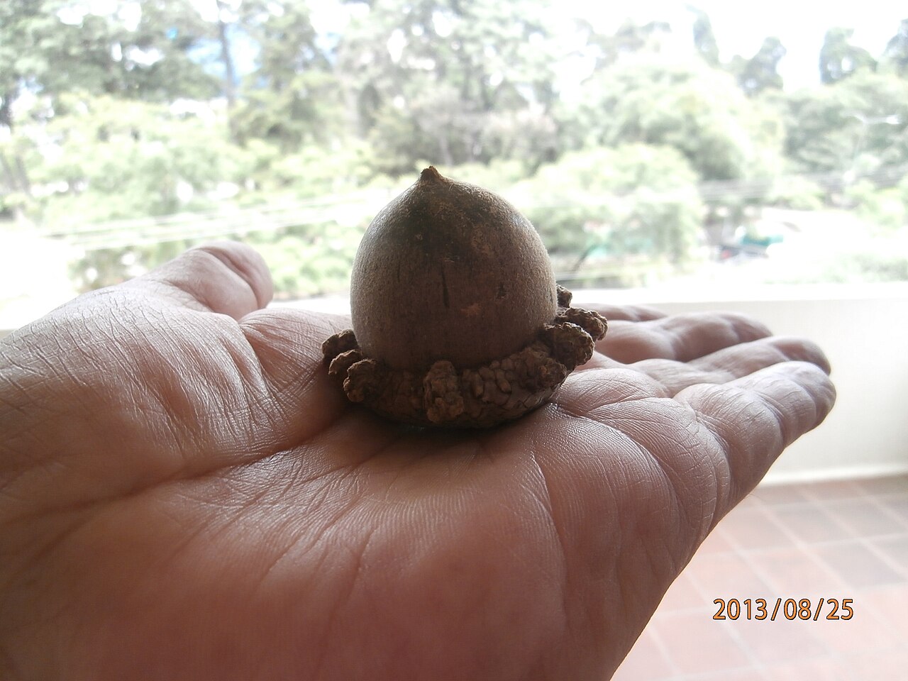 Quercus peduncularis: Bellota de Quercus Peduncularis recogida en la ciudad de Guatemala en septiembre de 2013