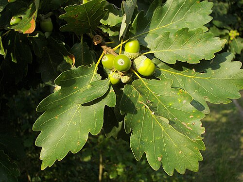 Sessile oak (Quercus petraea)