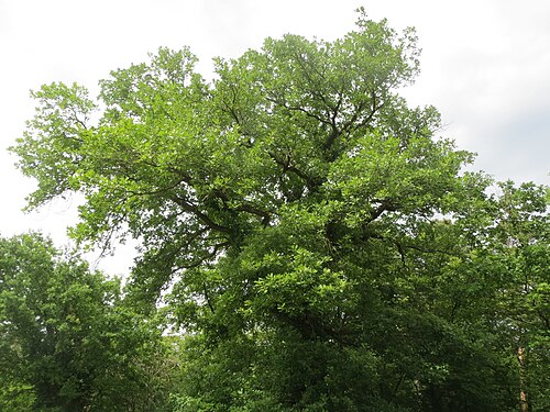 Sessile oak: Traubeneiche ( Quercus petraea ) in der Schwetzinger Hardt