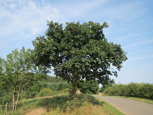 Sessile oak: Traubeneiche ( Quercus petraea ) bei Schalkenmehren