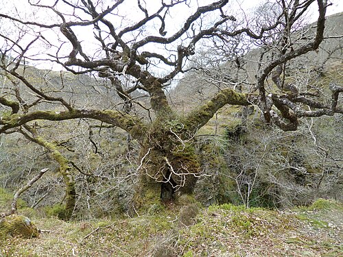 Sessile oak: An ancient Sessile Oak at the Falls of Cruachan, Argyll & Bute, Scotland.