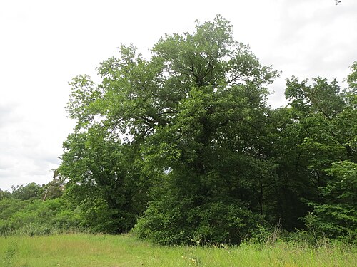 Sessile oak: Traubeneiche ( Quercus petraea ) in der Schwetzinger Hardt