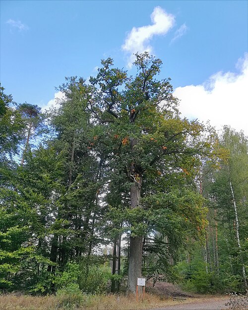 Sessile oak: Przyroda Obszaru Natura 2000 - Lasy Bierzwnickie.