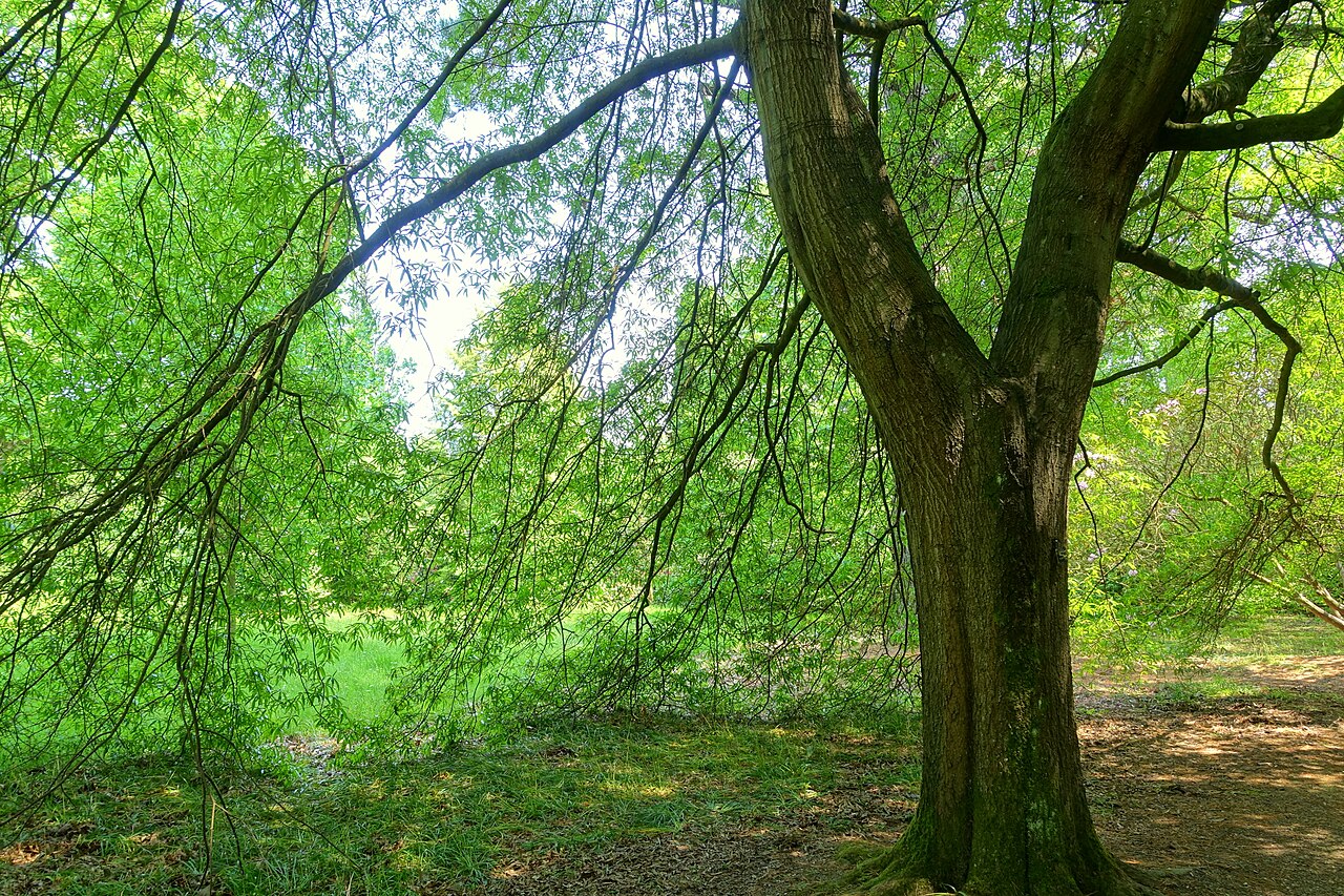 Willow oak: Horticultural specimen in Sheffield Park and Garden - East Sussex, England.