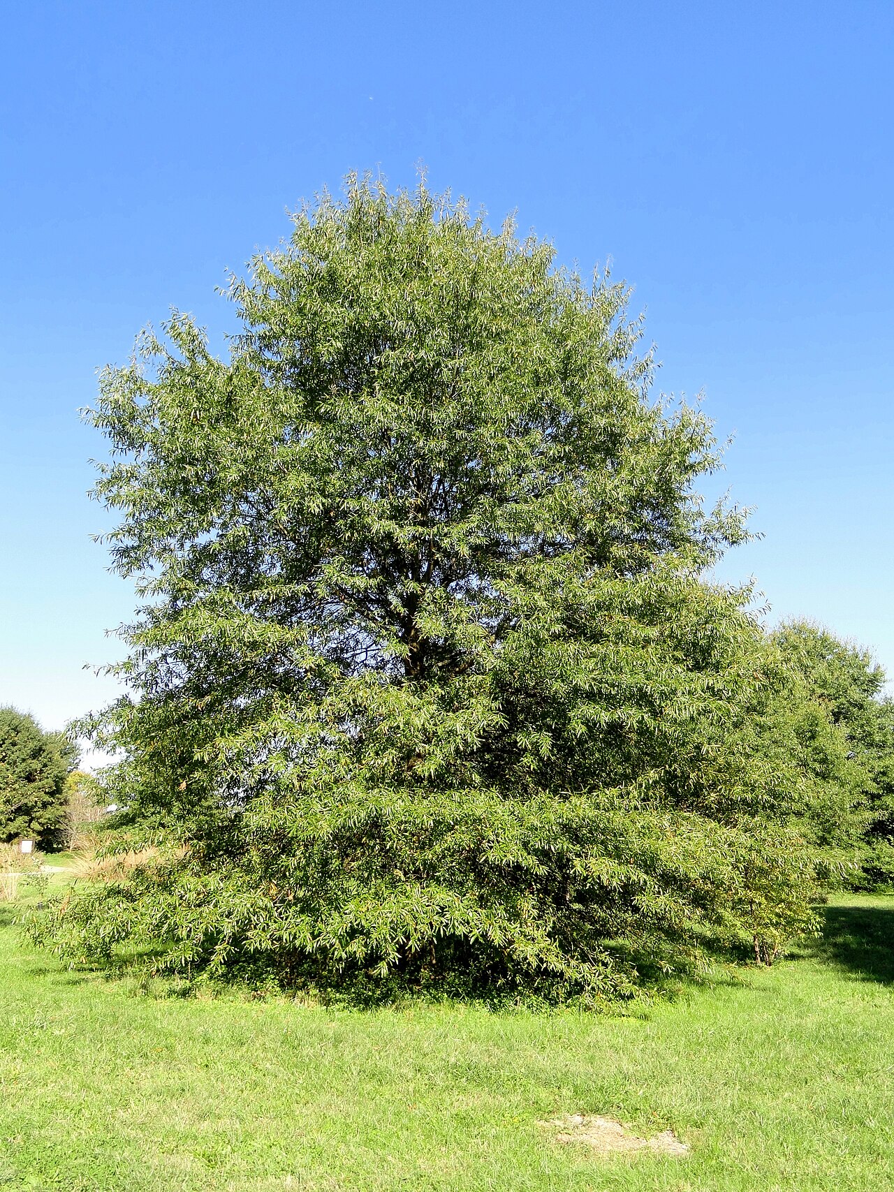 Willow oak: Botanical specimen in the University of Kentucky Arboretum, Lexington, Kentucky, USA.