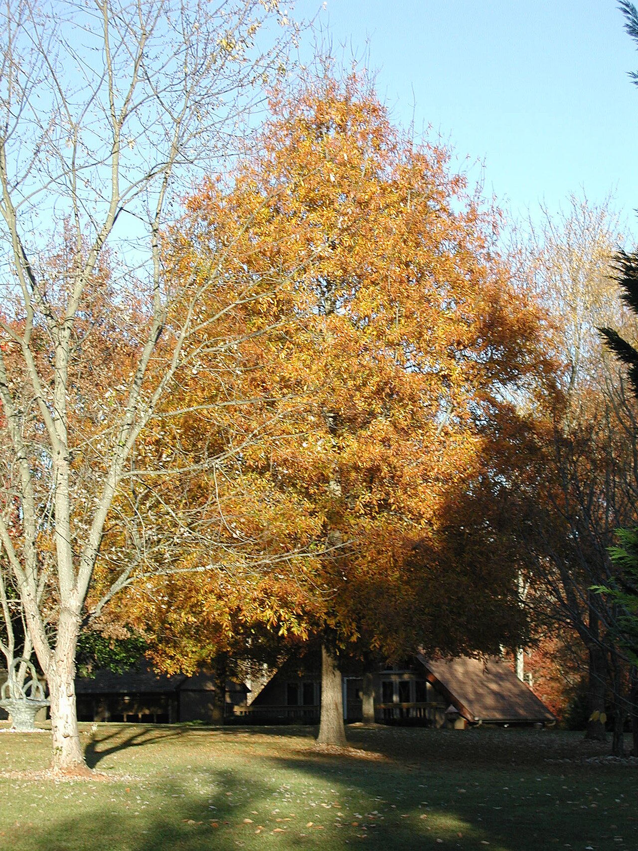 Willow oak: Willow Oak in autumn foliage.