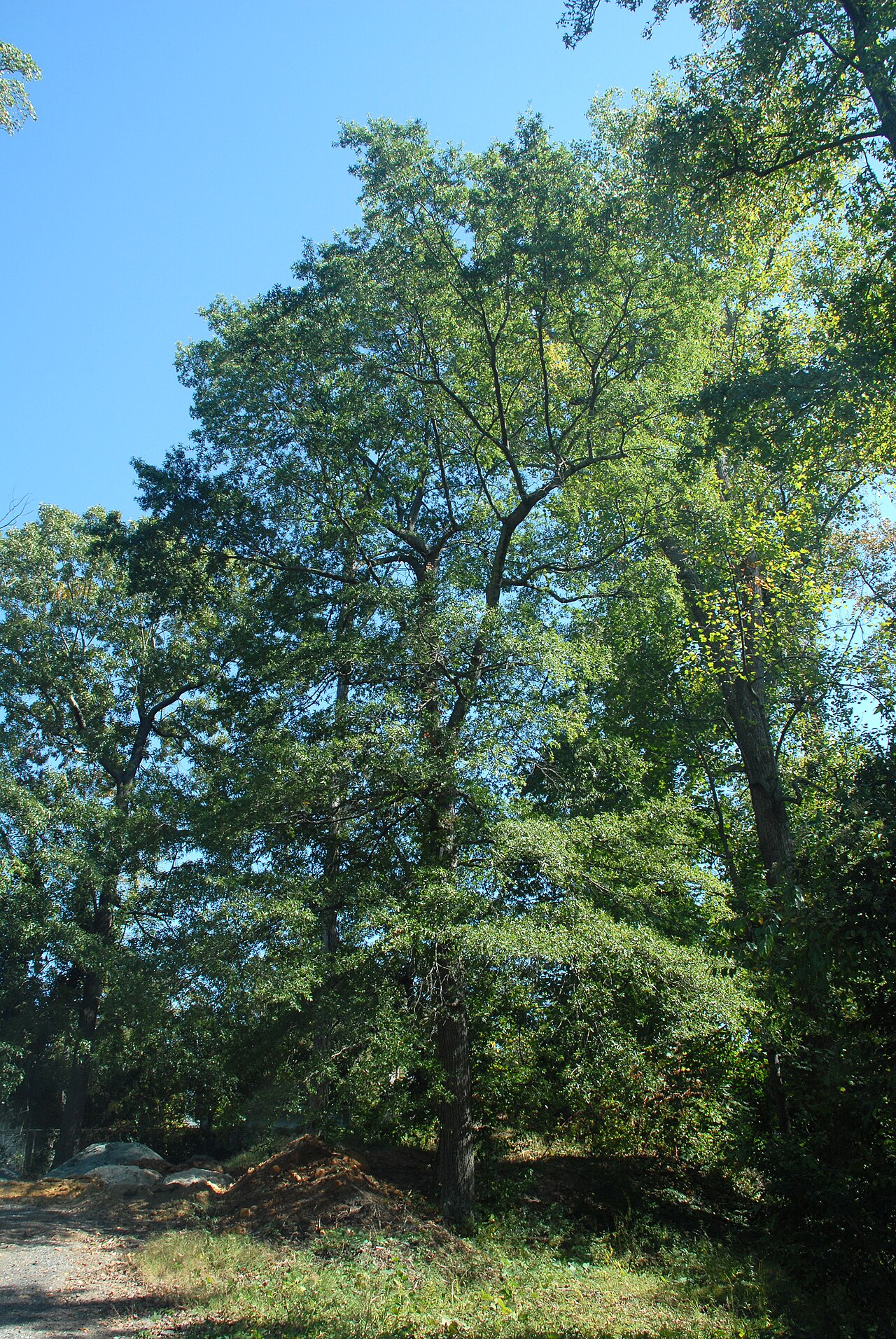 Willow oak: Quercus phellos
