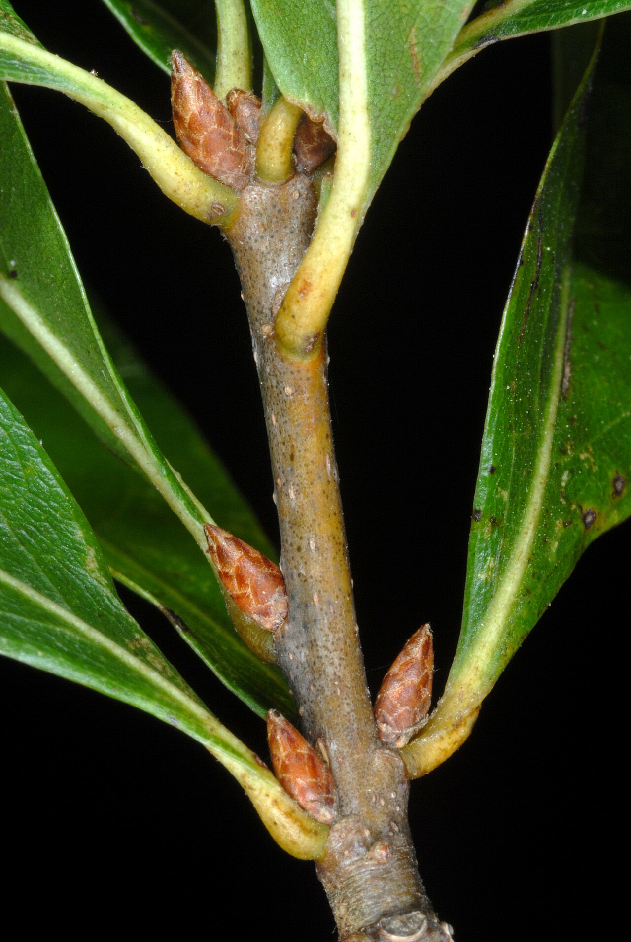 Willow oak: Quercus phellos
