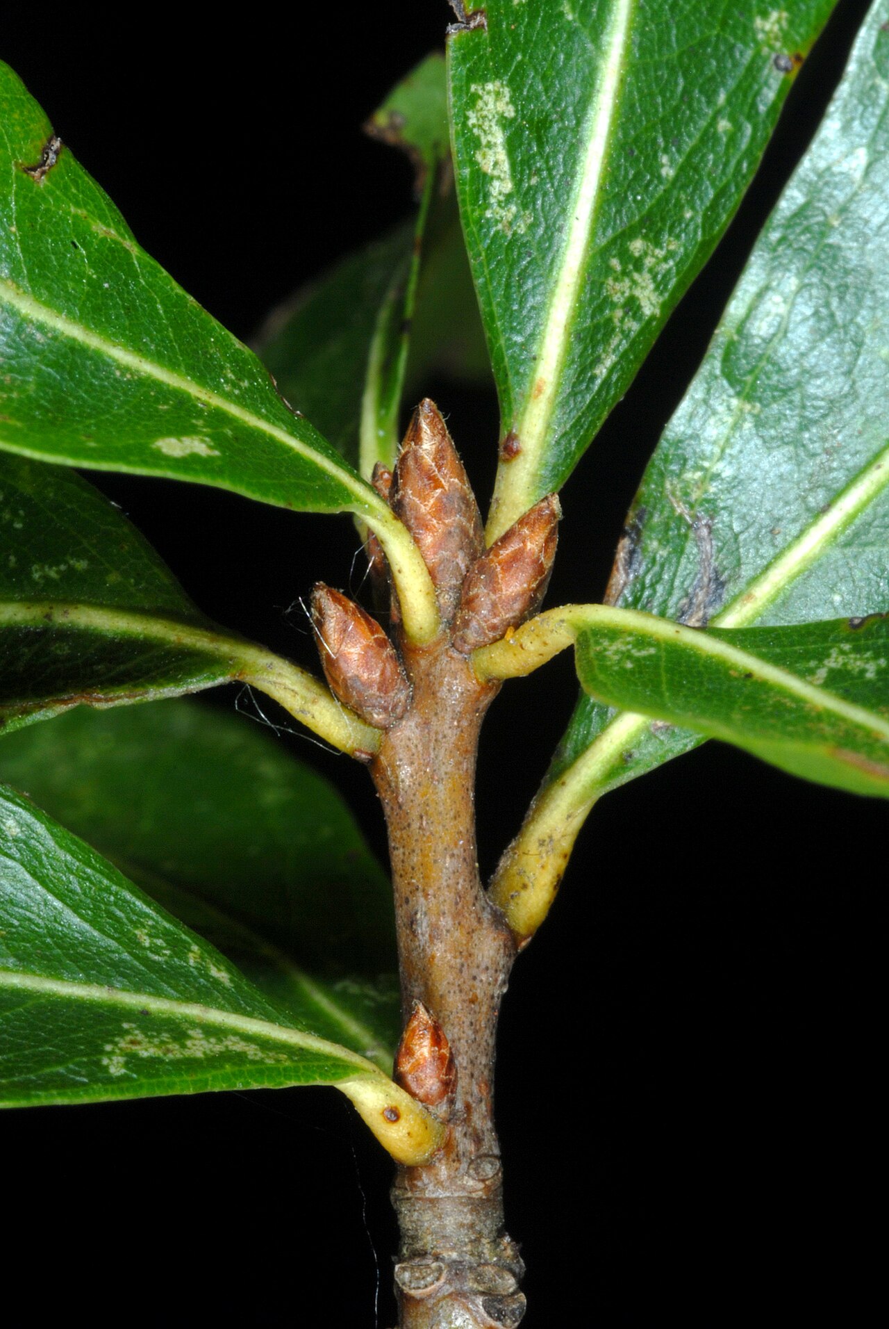 Willow oak: Quercus phellos