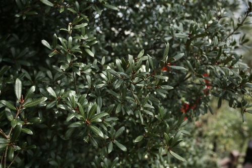 Quercus phillyreoides (Quercus phillyreoides)