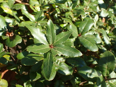 Quercus phillyreoides (Quercus phillyreoides)