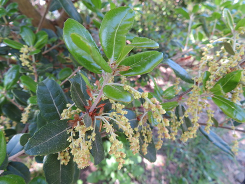 Quercus phillyreoides (Quercus phillyreoides)