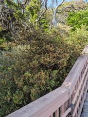 Quercus phillyreoides (Quercus phillyreoides)