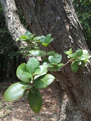 Quercus phillyreoides (Quercus phillyreoides)