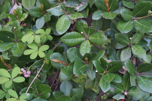 Quercus phillyreoides (Quercus phillyreoides)