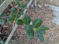 Quercus phillyreoides (Quercus phillyreoides)