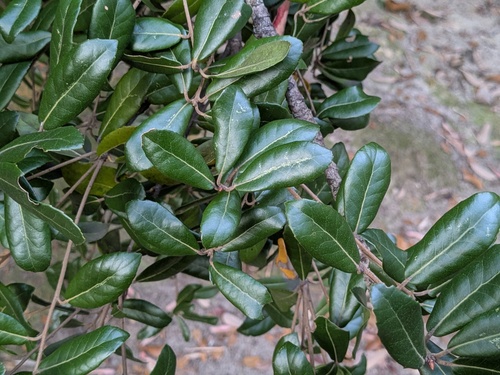 Quercus phillyreoides (Quercus phillyreoides)
