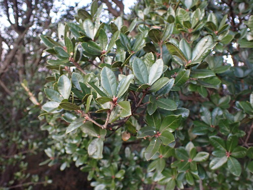 Quercus phillyreoides (Quercus phillyreoides)