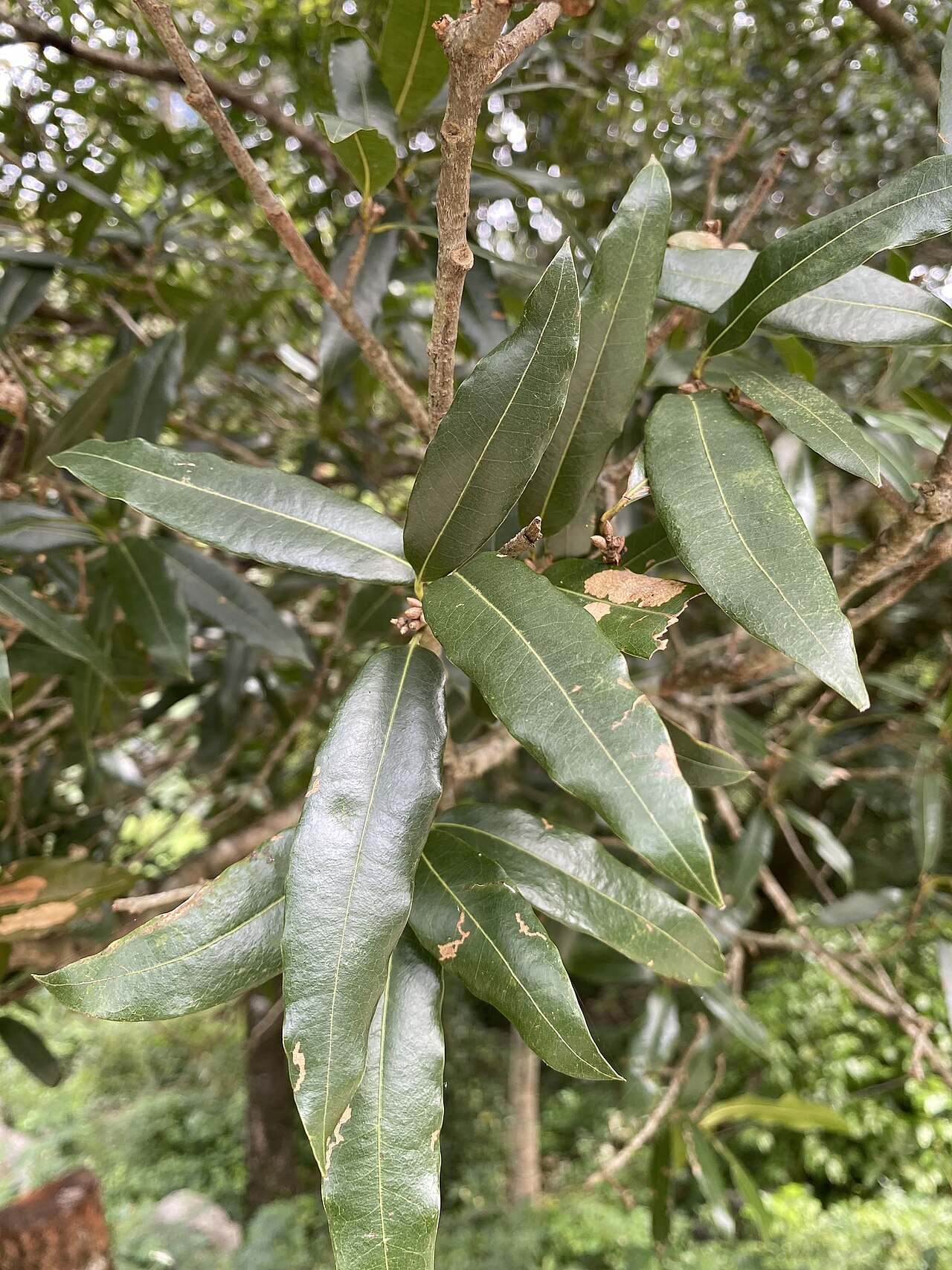 Quercus pinnativenulosa: Vegetative structure of Quercus pinnativenulosa from San Luis Potosi, Mexico.