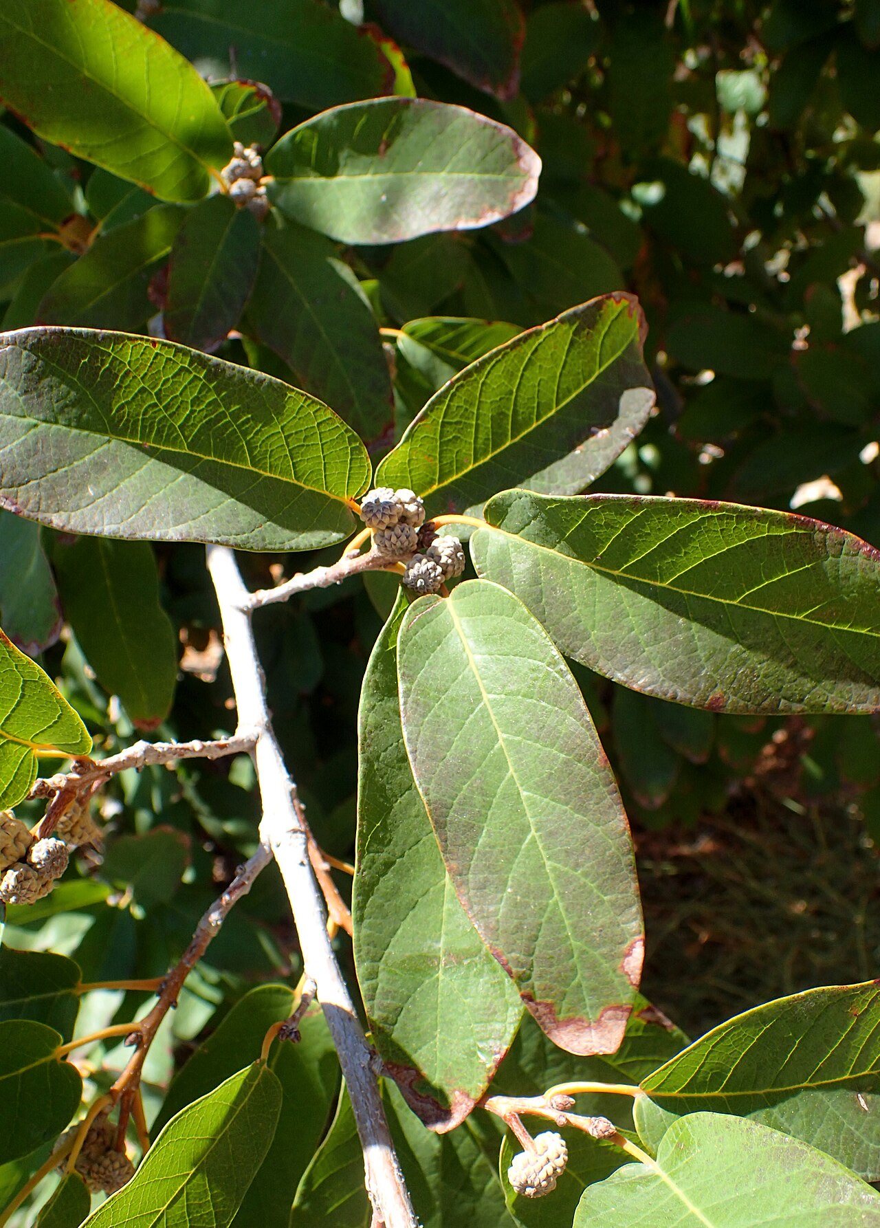 Netleaf white oak: Quercus polymorpha at Springs Preserve in Las Vegas