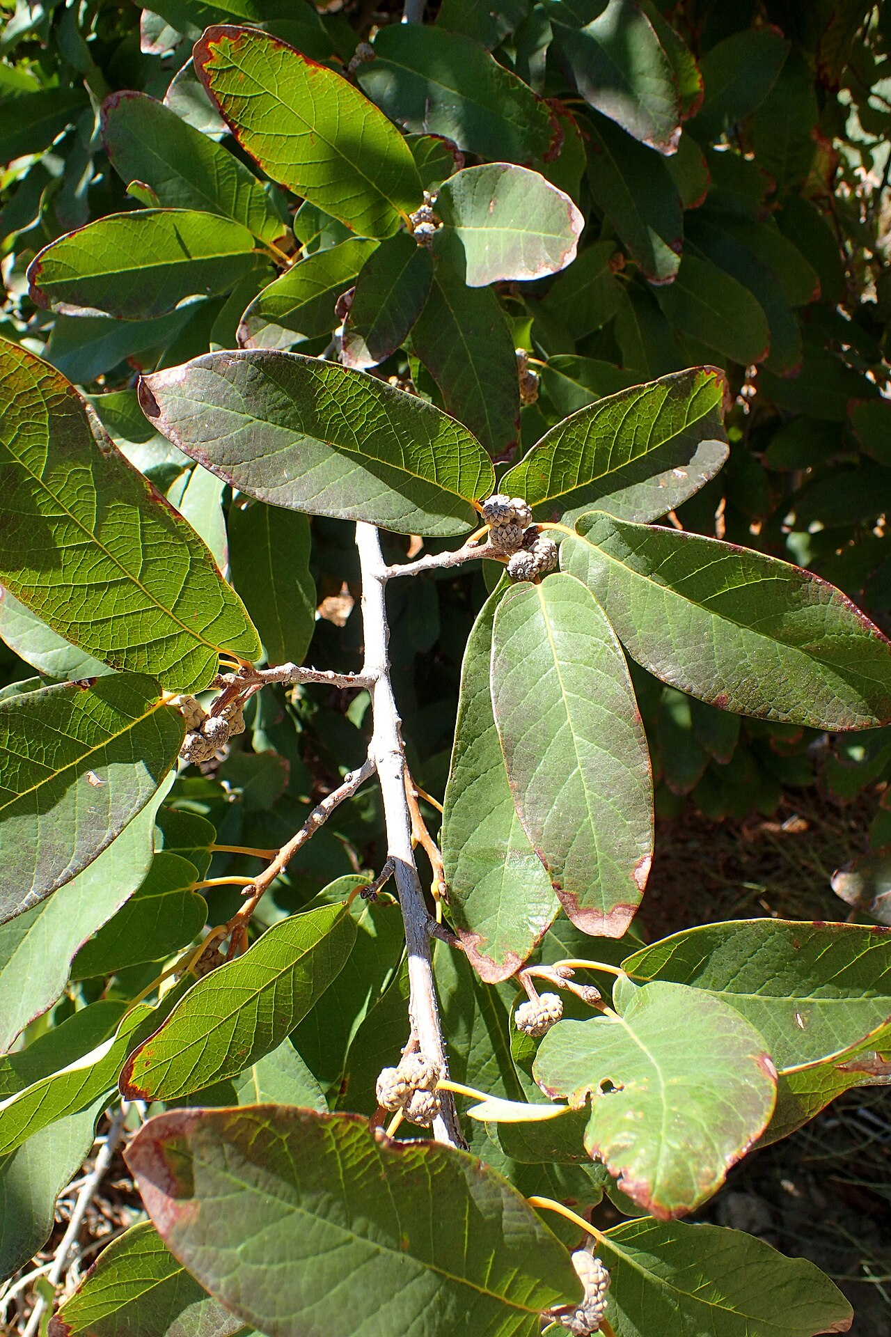 Netleaf white oak: Quercus polymorpha at Springs Preserve in Las Vegas
