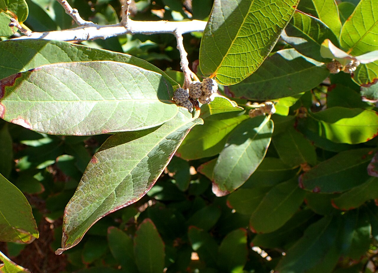 Netleaf white oak: Quercus polymorpha at Springs Preserve in Las Vegas