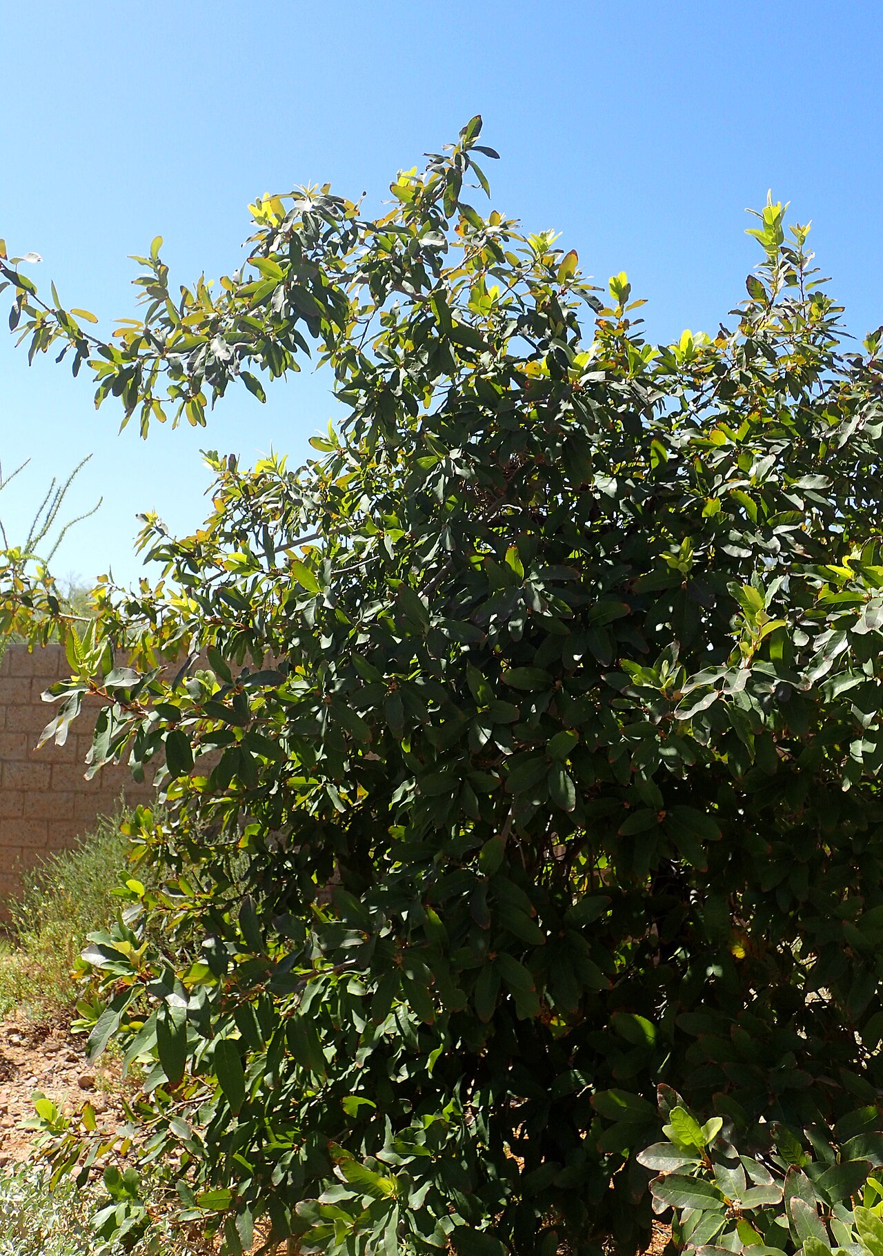 Netleaf white oak: Quercus polymorpha at Springs Preserve in Las Vegas