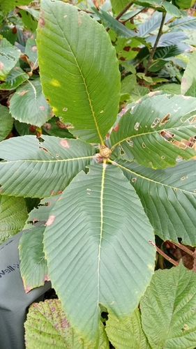 Quercus pontica (Quercus pontica)