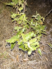 Quercus praeco (Quercus praeco)