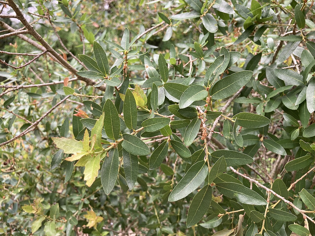Quercus pringlei: Quercus pringlei at the UC Berkeley Botanical Garden