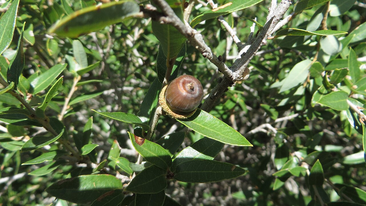 Quercus pringlei: Quercus pringlei. Species of plant.