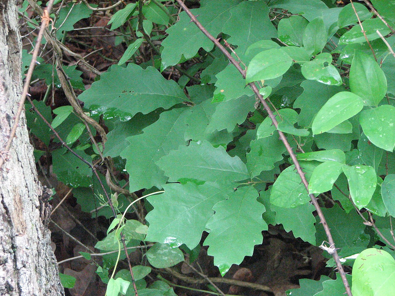 Dwarf chinquapin oak: Quercus prinoides (dwarf chinkapin oak) growing on serpentine barrens, Nottingham County Park, Nottingham, Pennsylvania.