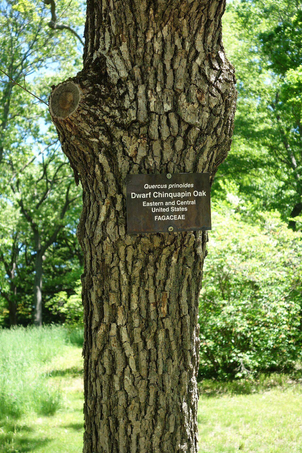 Dwarf chinquapin oak: Botanical specimen in Arnold Arboretum, Jamaica Plain, Boston, Massachusetts, USA.