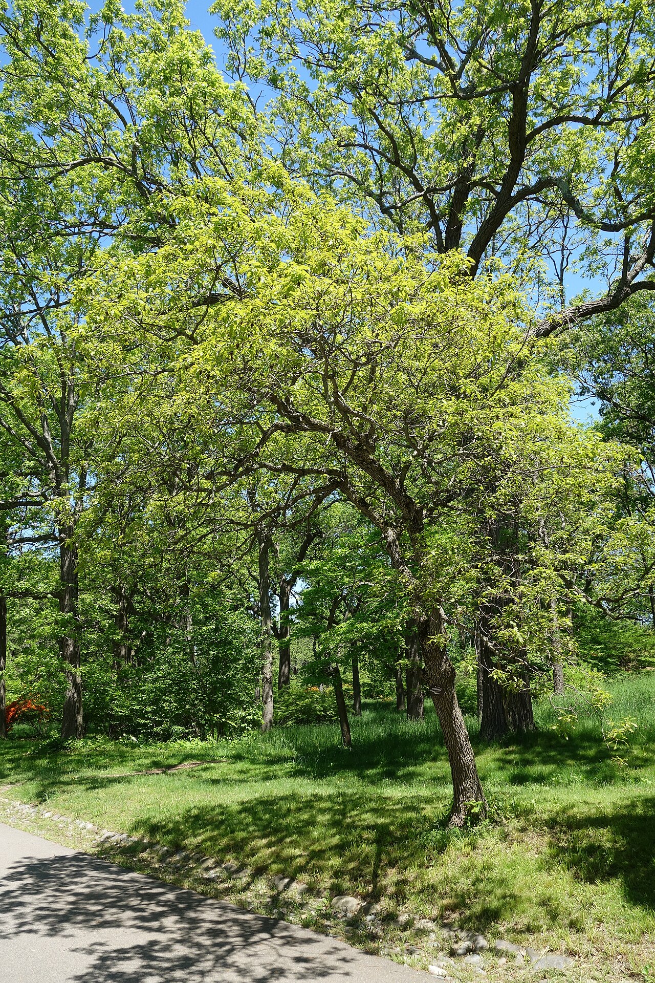 Dwarf chinquapin oak: Botanical specimen in Arnold Arboretum, Jamaica Plain, Boston, Massachusetts, USA.