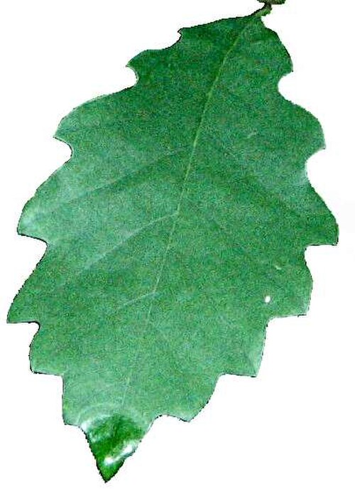 Dwarf chinquapin oak: Quercus prinoides (dwarf chinkapin oak) growing on serpentine barrens, Nottingham County Park, Nottingham, Pennsylvania.