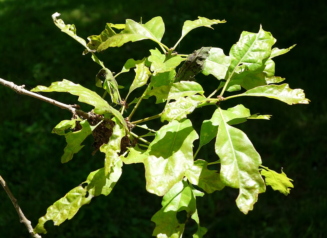 Dwarf chinquapin oak: Botanical specimen in Arnold Arboretum, Jamaica Plain, Boston, Massachusetts, USA.