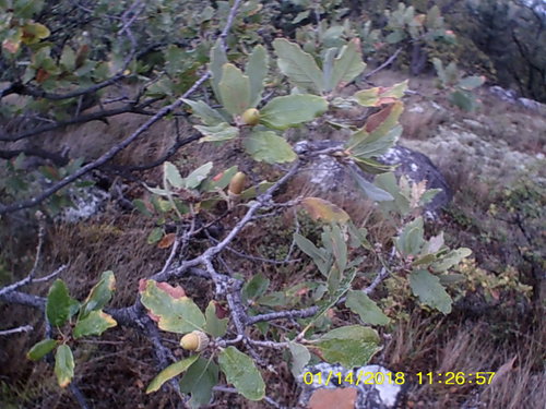 Downy oak (Quercus pubescens)