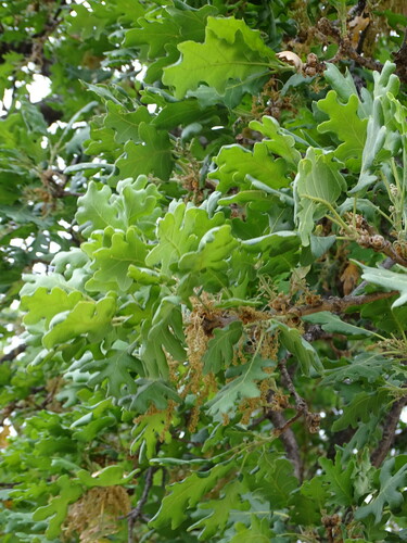 Downy oak (Quercus pubescens)
